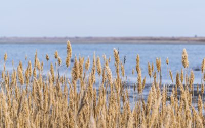 Exploring Nature in and Around Ocean City, MD