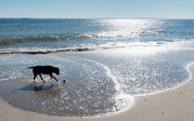 A Dog Lover’s Guide to Ocean City, MD